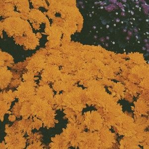 Meet your Posher, Stephanie g